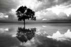 Tree reflection in lake. (AI Generated) Art Print